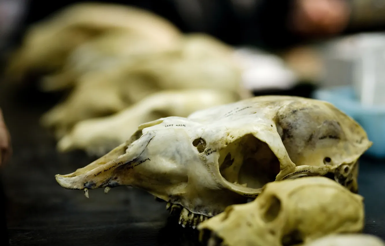 Photo wallpaper animals, skulls, museum, science