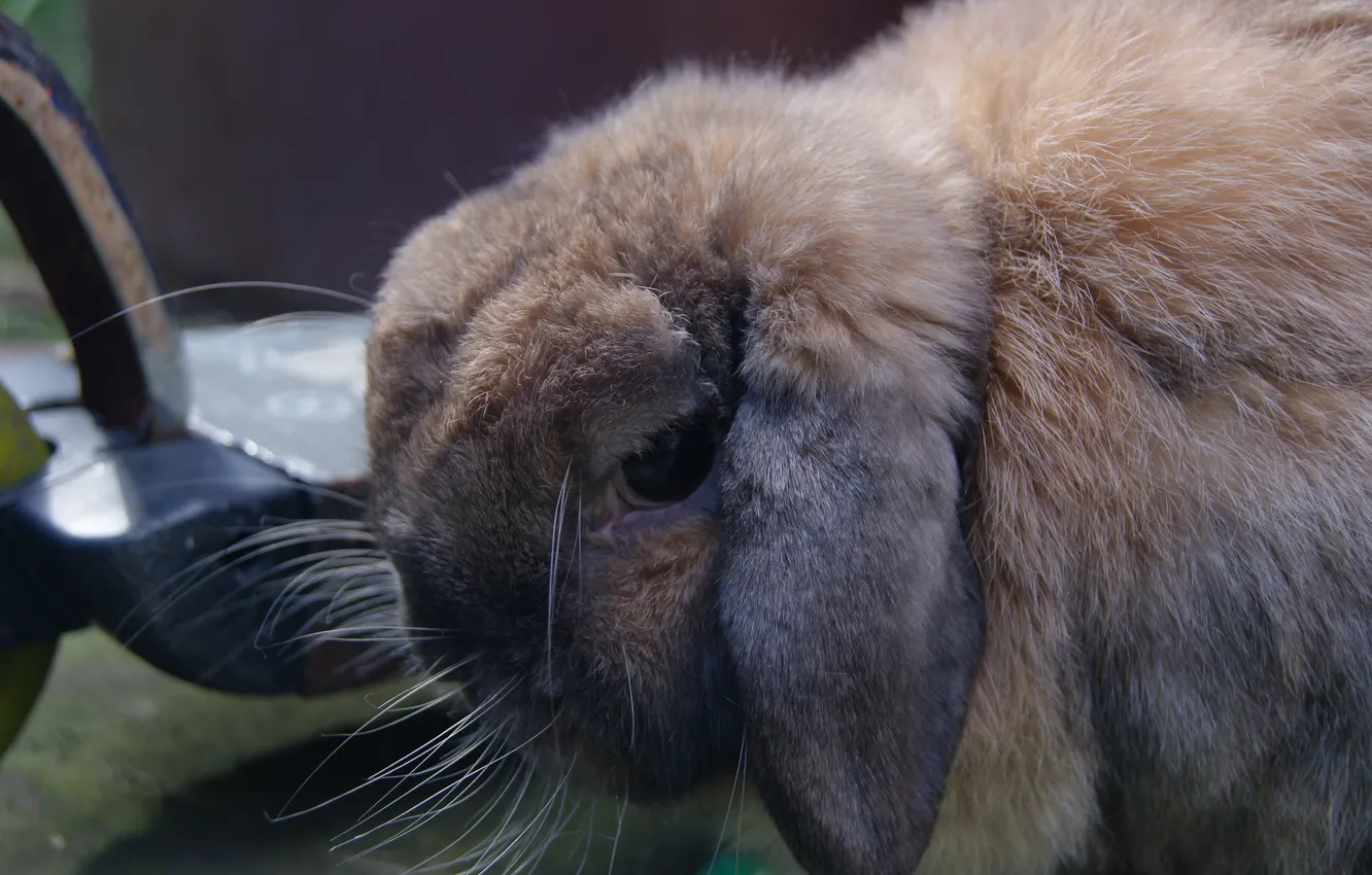 Photo wallpaper animal, wool, rabbit