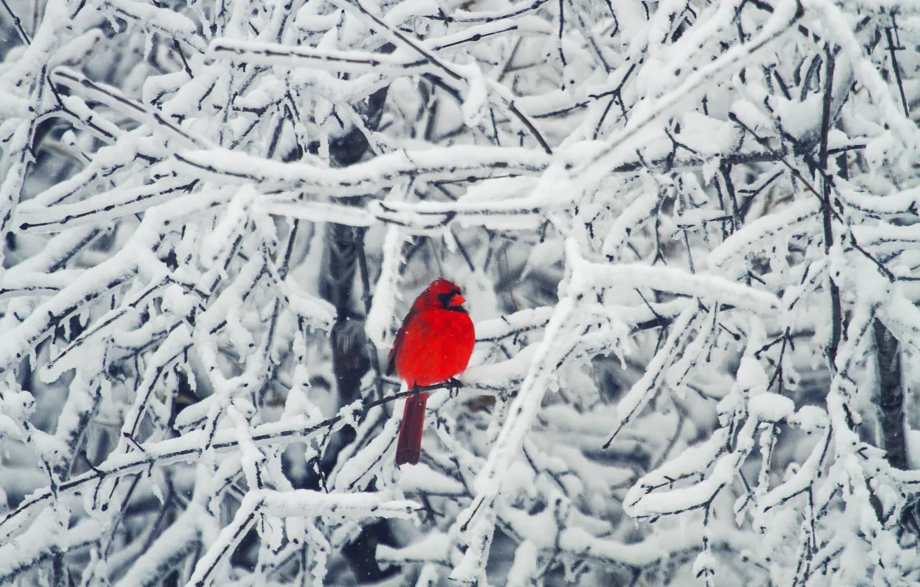 Photo wallpaper winter, snow, branches, tree, bird