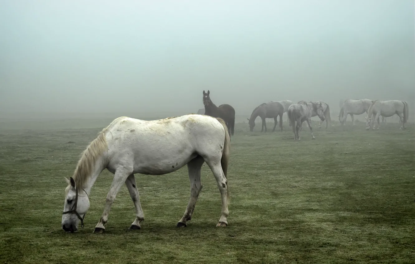Photo wallpaper field, horses, foggy