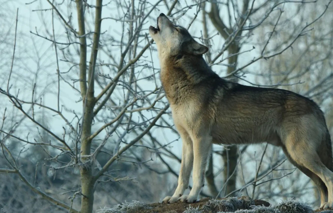 Photo wallpaper nature, predator, animal, wolf, wildlife, howling, Canis lupus, portrait.