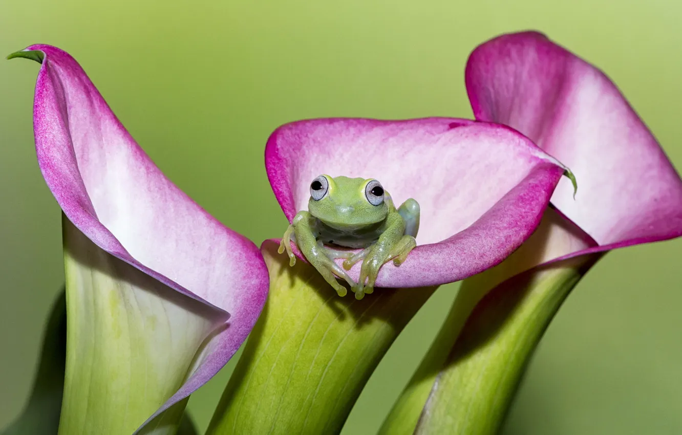 Photo wallpaper flowers, frog, pink, Calla lilies