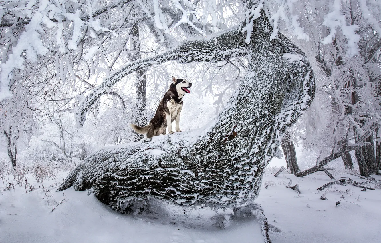 Photo wallpaper winter, forest, snow, trees, nature, dog, husky
