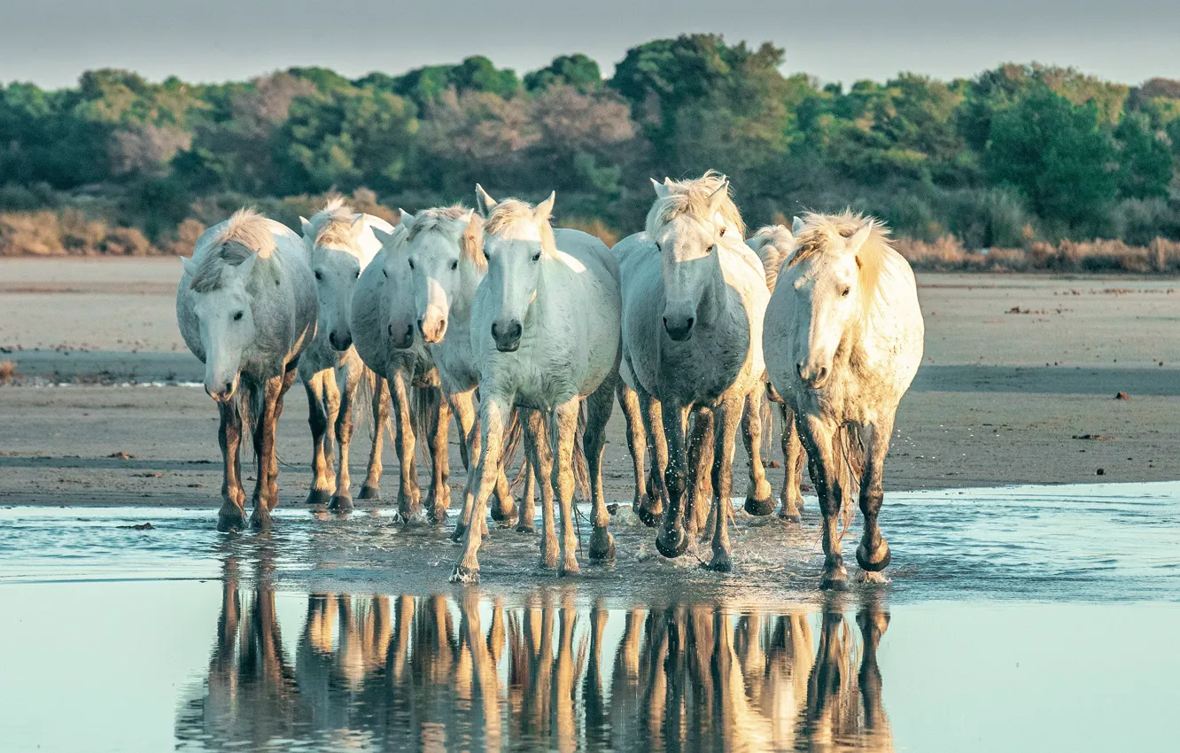 Photo wallpaper face, nature, reflection, horse, horse, pond, the herd