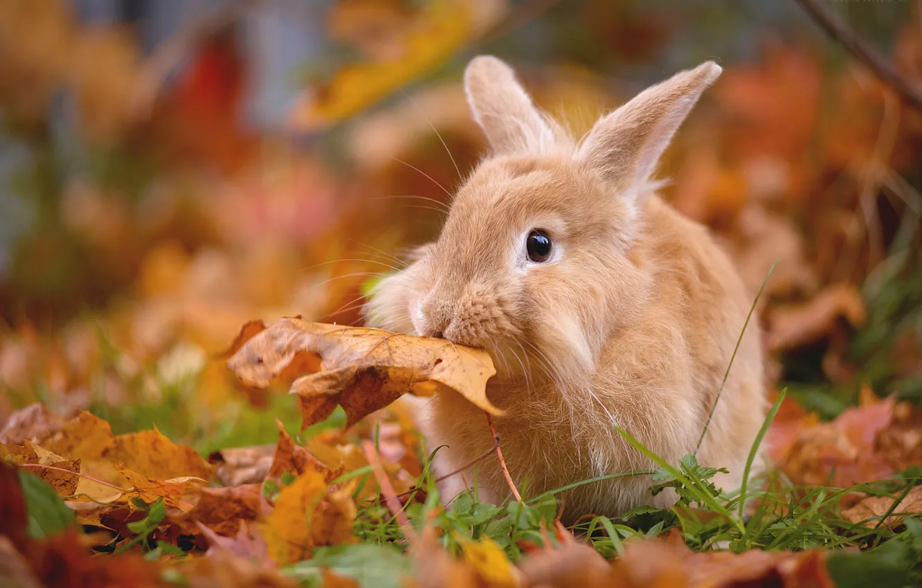 Photo wallpaper autumn, leaves, foliage, rabbit, leaf