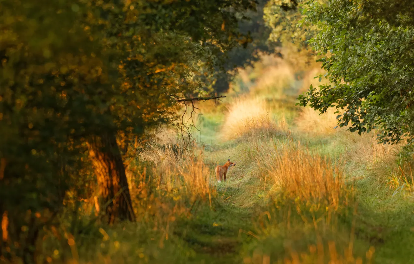 Photo wallpaper road, greens, forest, summer, grass, light, trees, nature