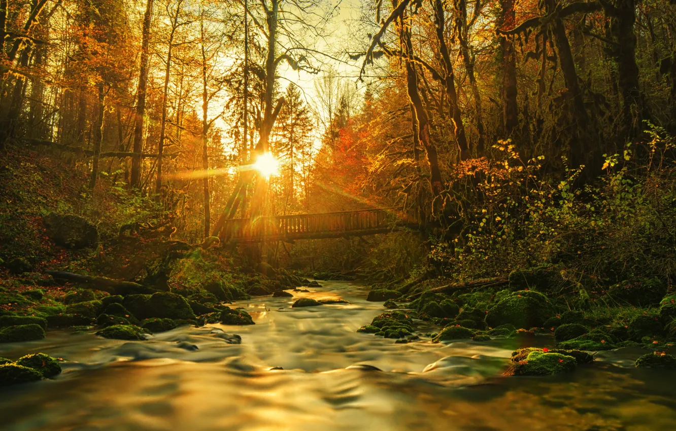 Photo wallpaper forest, the sun, bridge, river