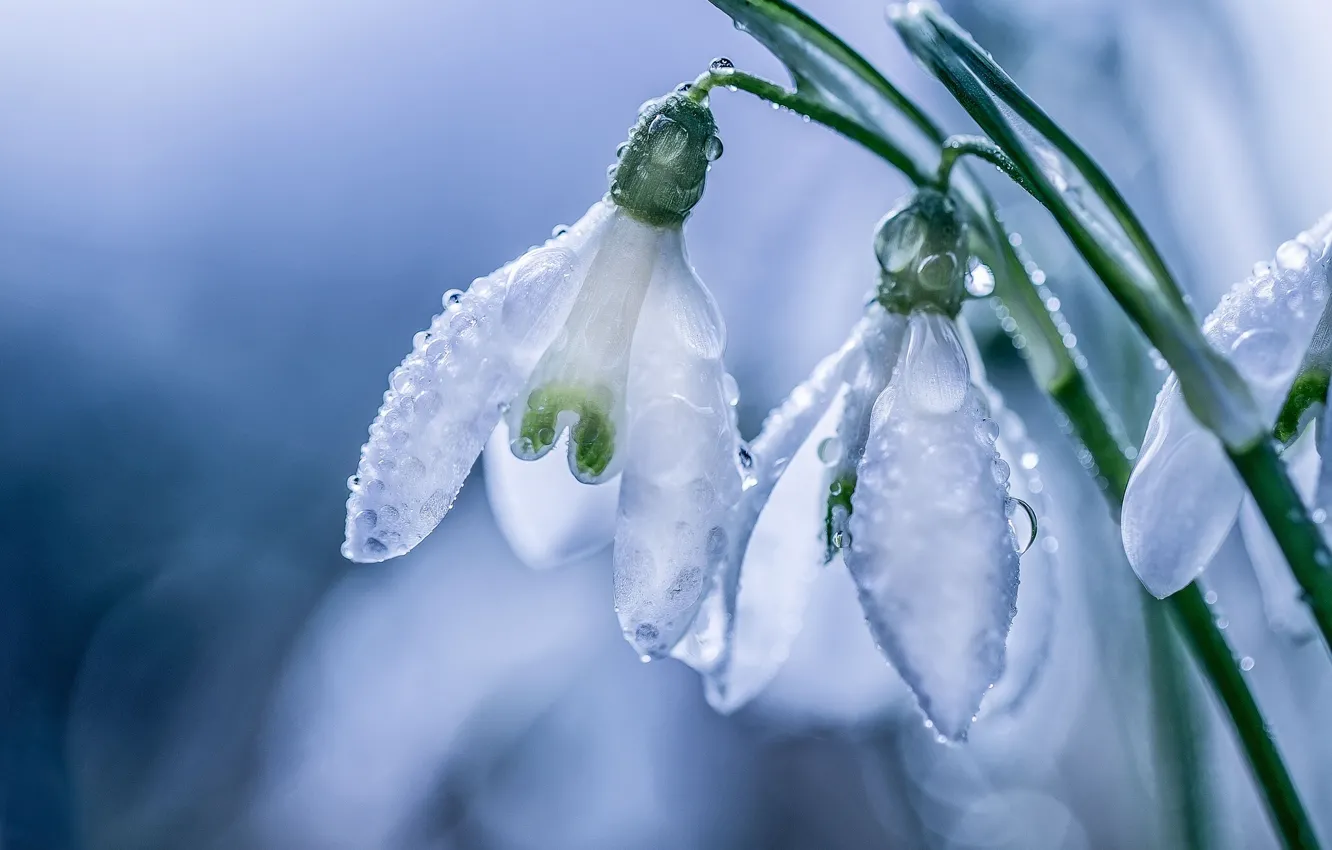 Photo wallpaper drops, macro, spring, petals, snowdrops, bokeh