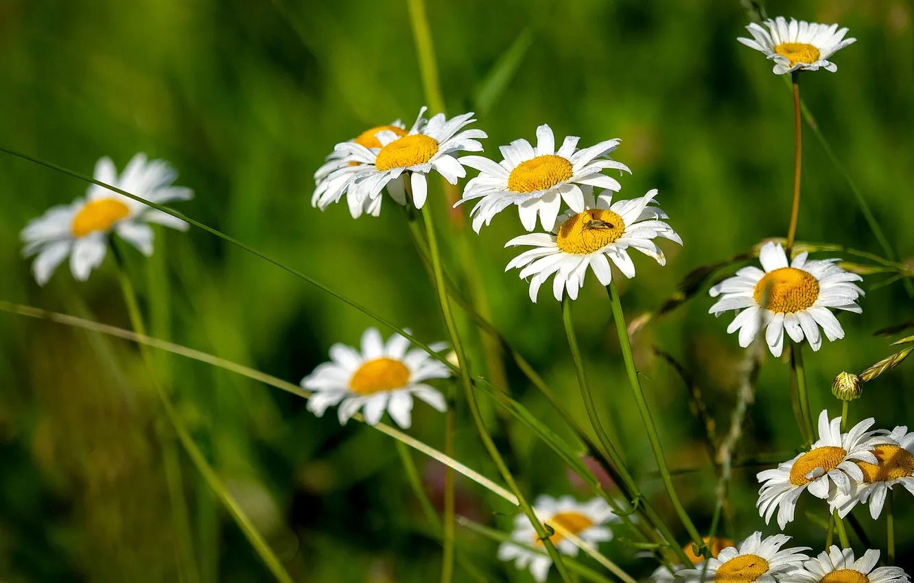 Photo wallpaper summer, Daisy, field