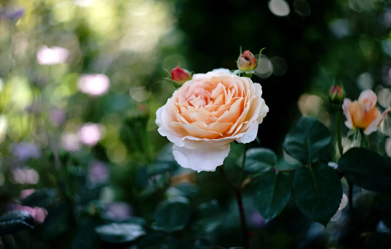 Photo wallpaper rose, beauty, cream