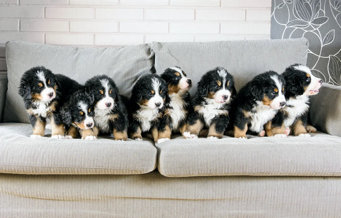Photo wallpaper sofa, dog, puppy, a lot, Bernese mountain dog