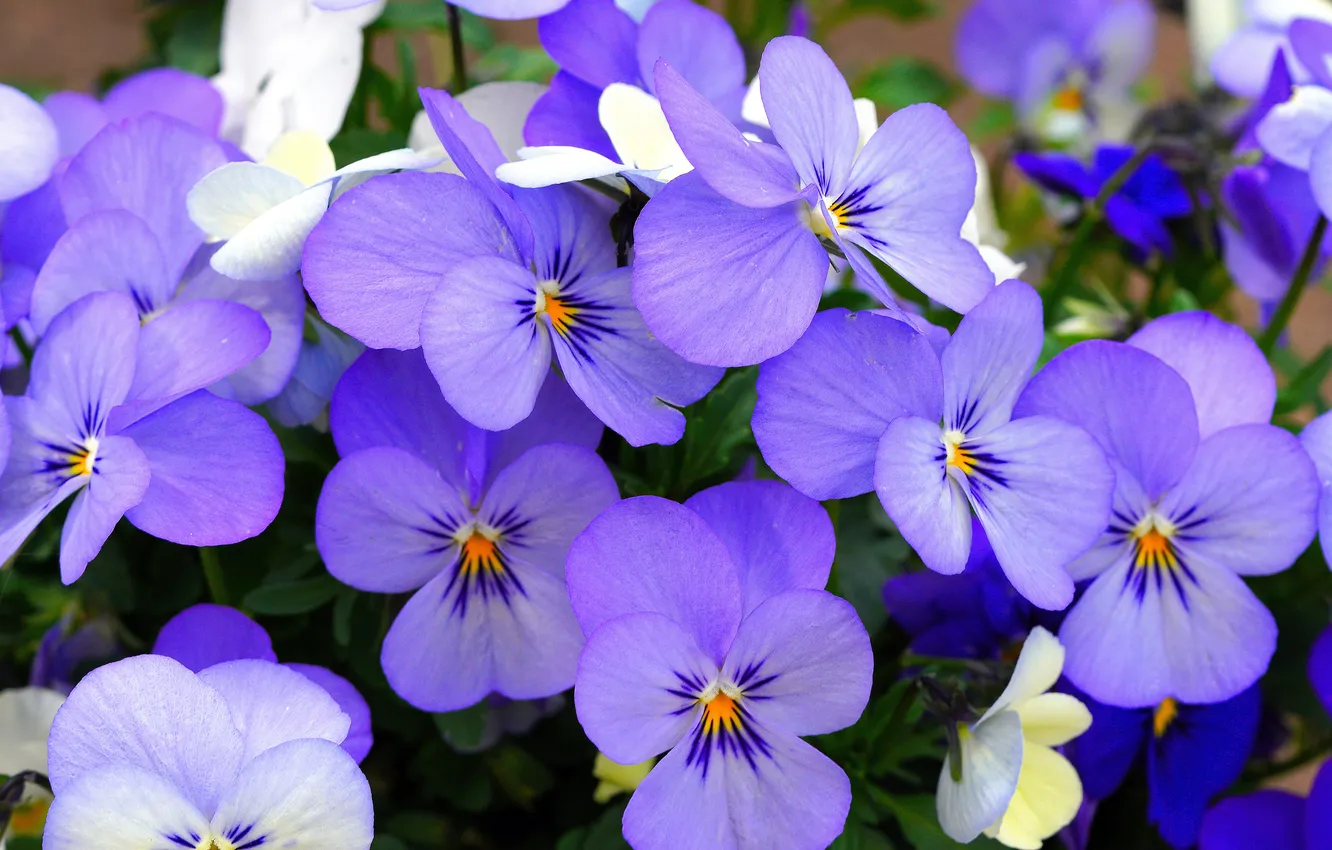 Photo wallpaper flowers, spring, Pansy, flowerbed, lilac, viola