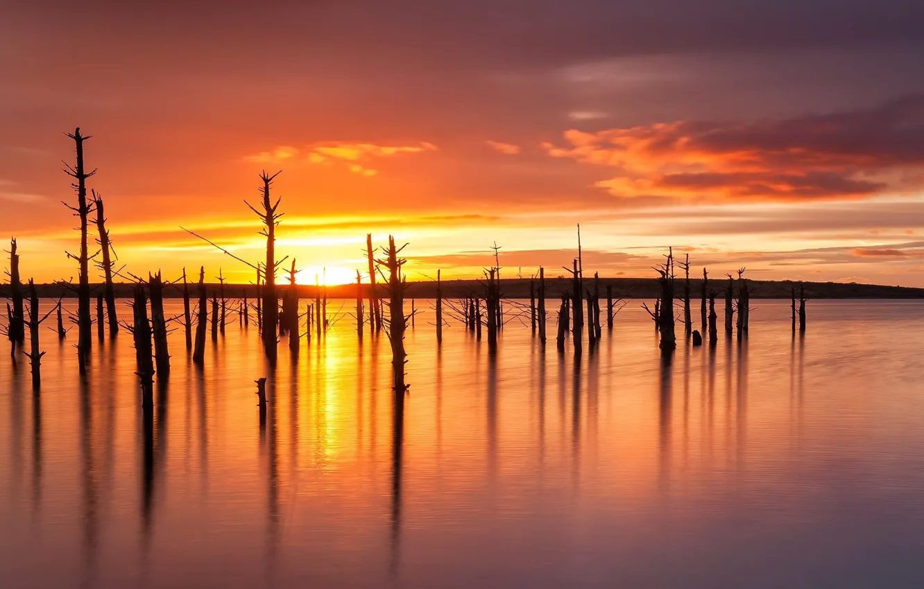 Photo wallpaper trees, sunset, lake