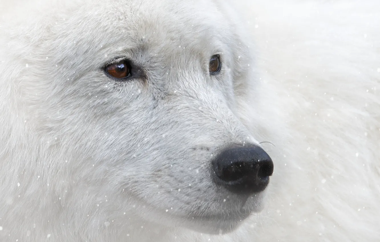 Photo wallpaper look, snow, animal, brown eyes, white wolf