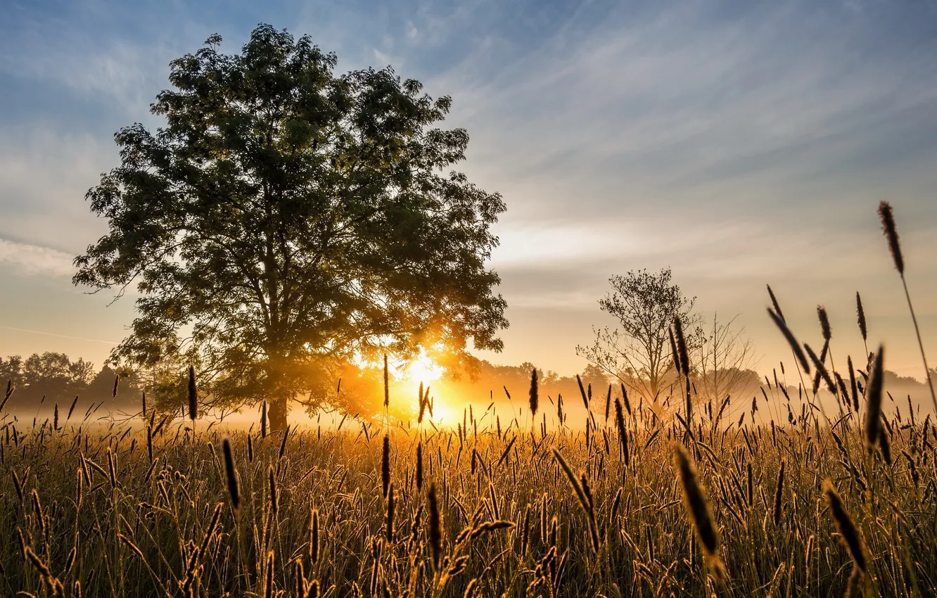 Photo wallpaper field, light, tree, morning