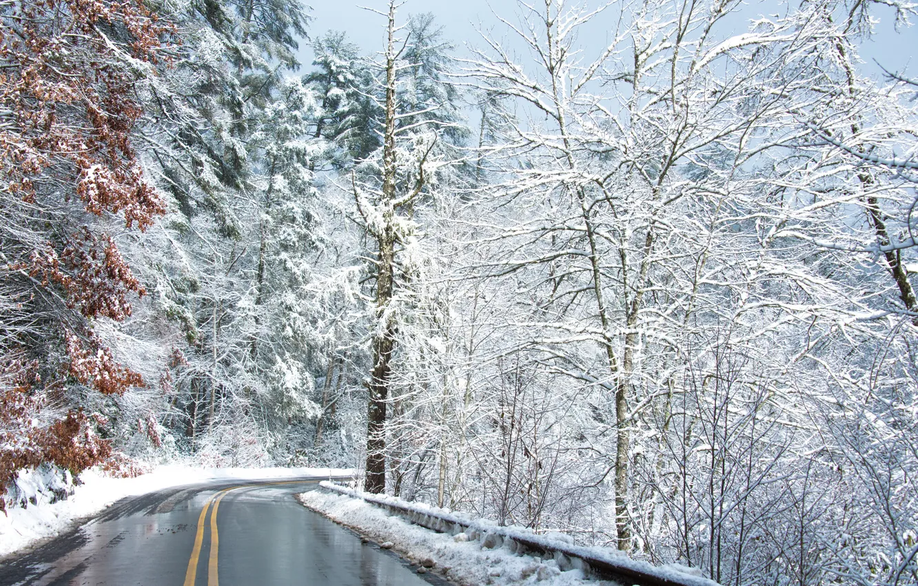 Photo wallpaper winter, road, forest