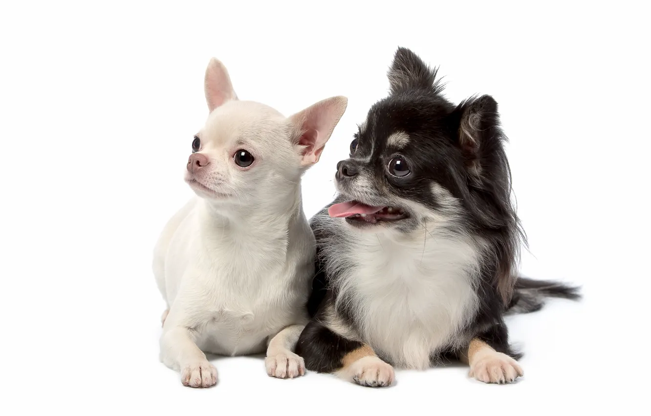 Photo wallpaper puppies, Duo, Chihuahua, cute