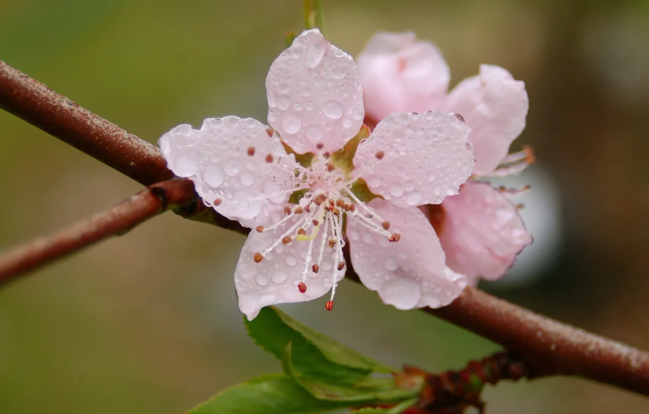 Photo wallpaper drops, macro, flowers, freshness, branches, Rosa, spring, petals