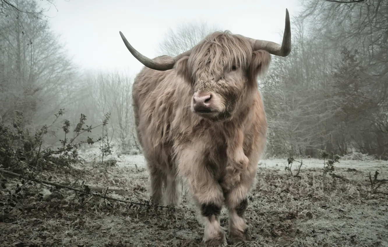 Photo wallpaper nature, background, mountain cow