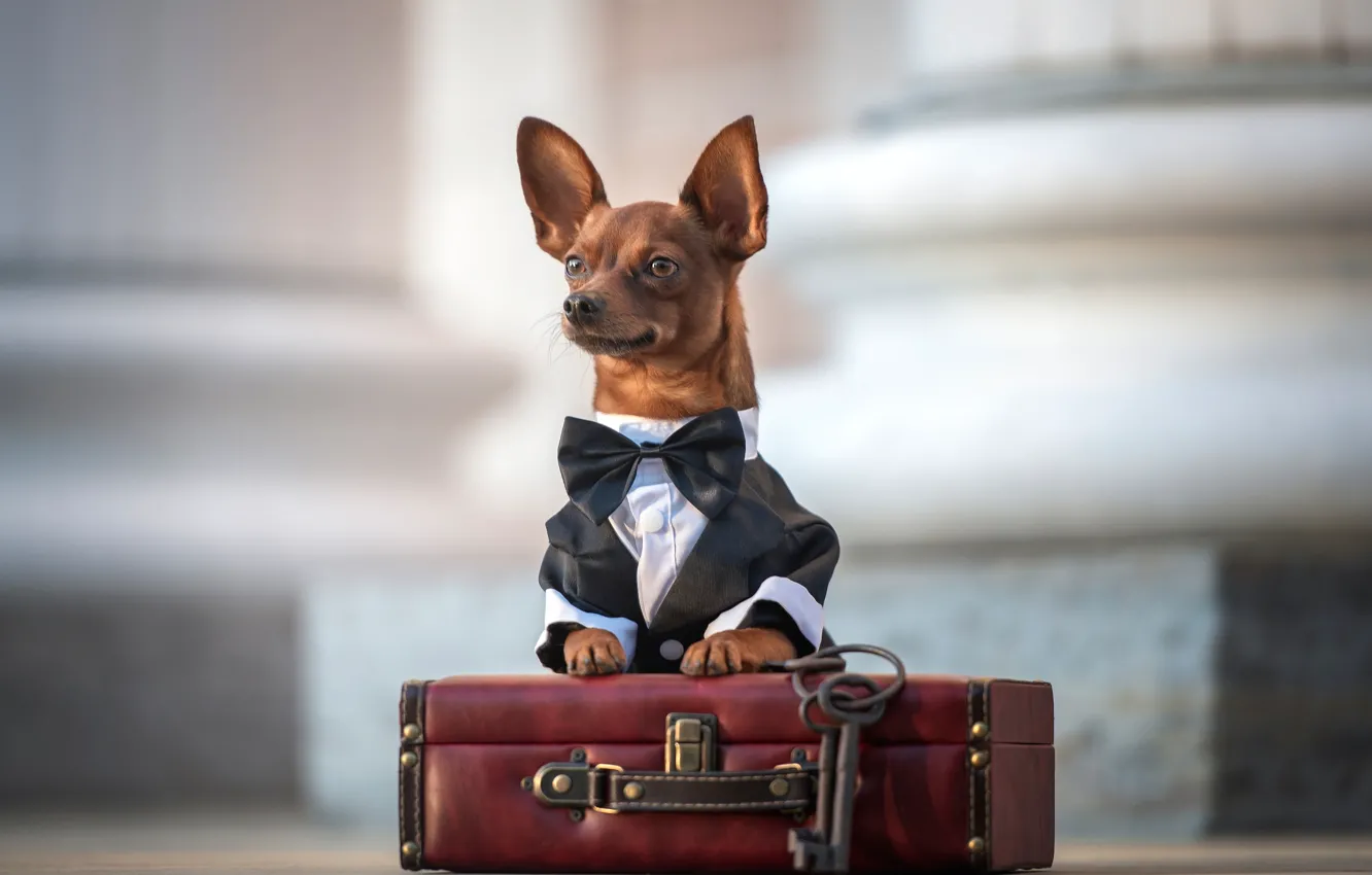 Photo wallpaper look, suitcase, ears, keys, face, doggie, Chihuahua, bow tie