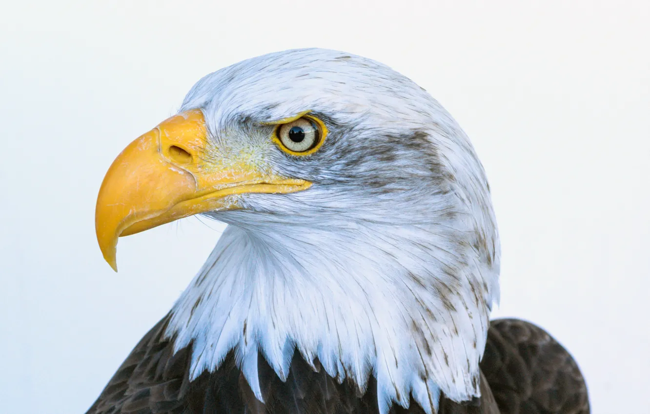 Photo wallpaper beak, bald eagle, bald eagle