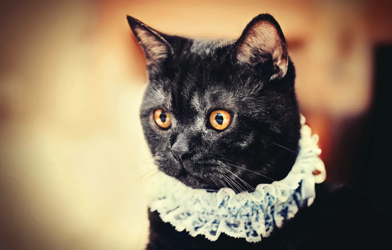 Photo wallpaper eyes, cat, necklace