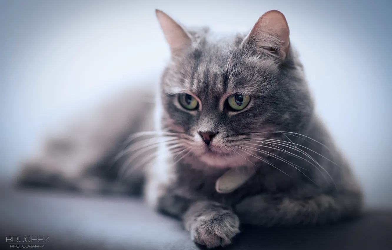 Photo wallpaper cat, cat, face, stay, muzzle, lies