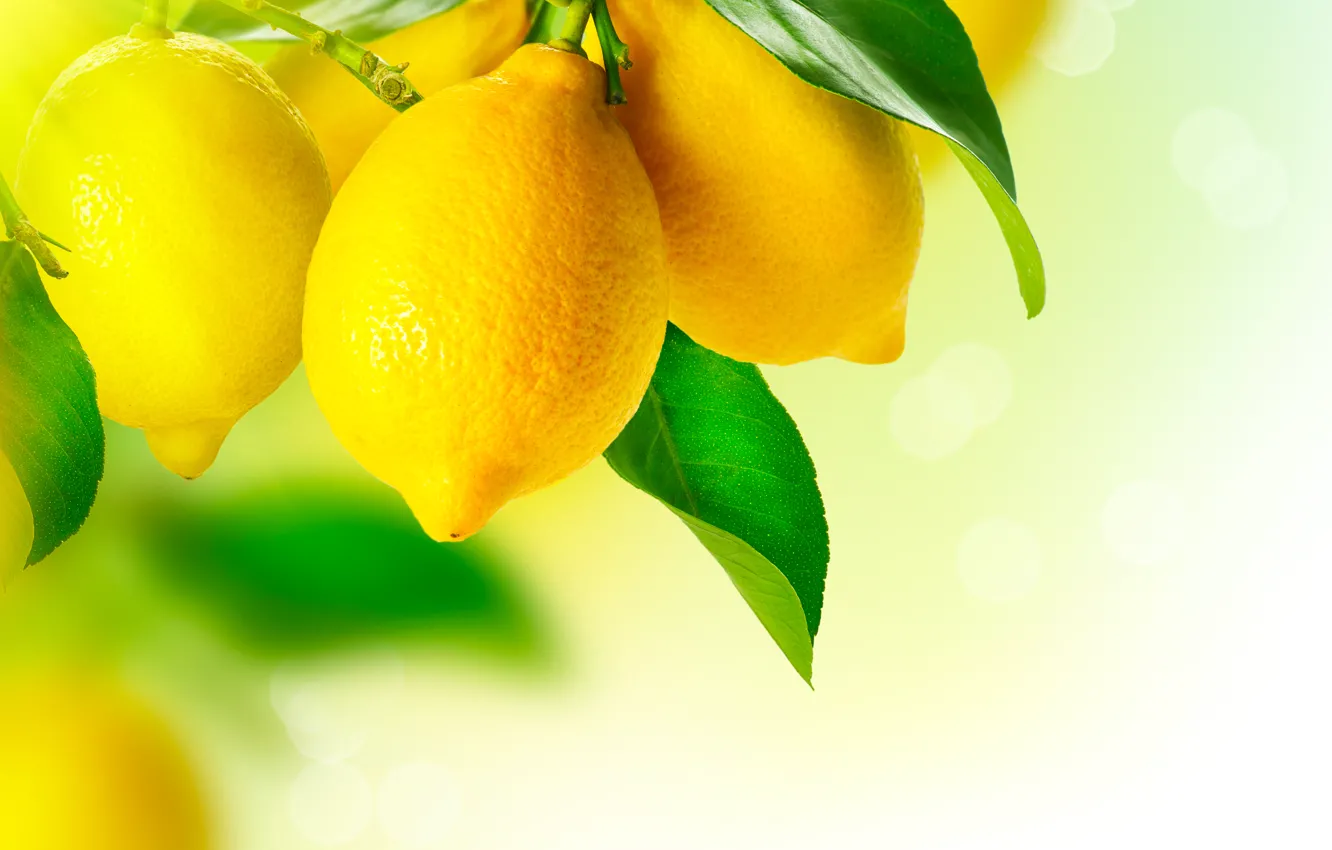 Photo wallpaper lemon, yellow, fruit, plant