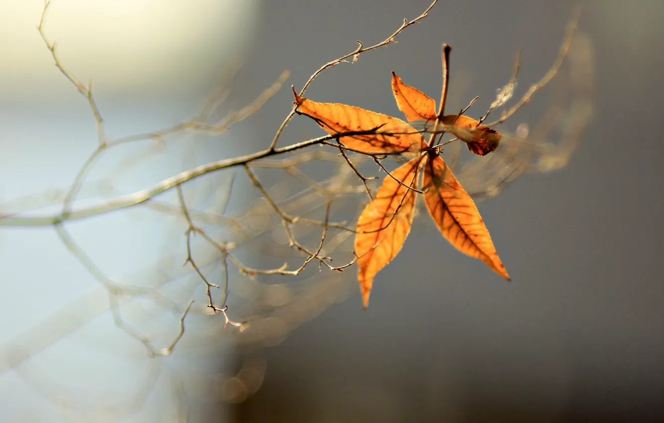 Photo wallpaper leaves, macro, background, tree, widescreen, Wallpaper, blur, branch