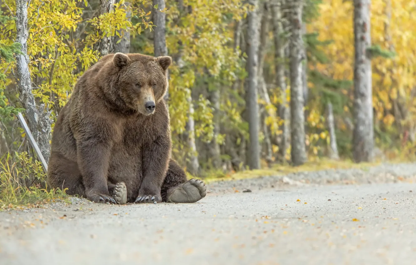 Photo wallpaper nature, background, bear