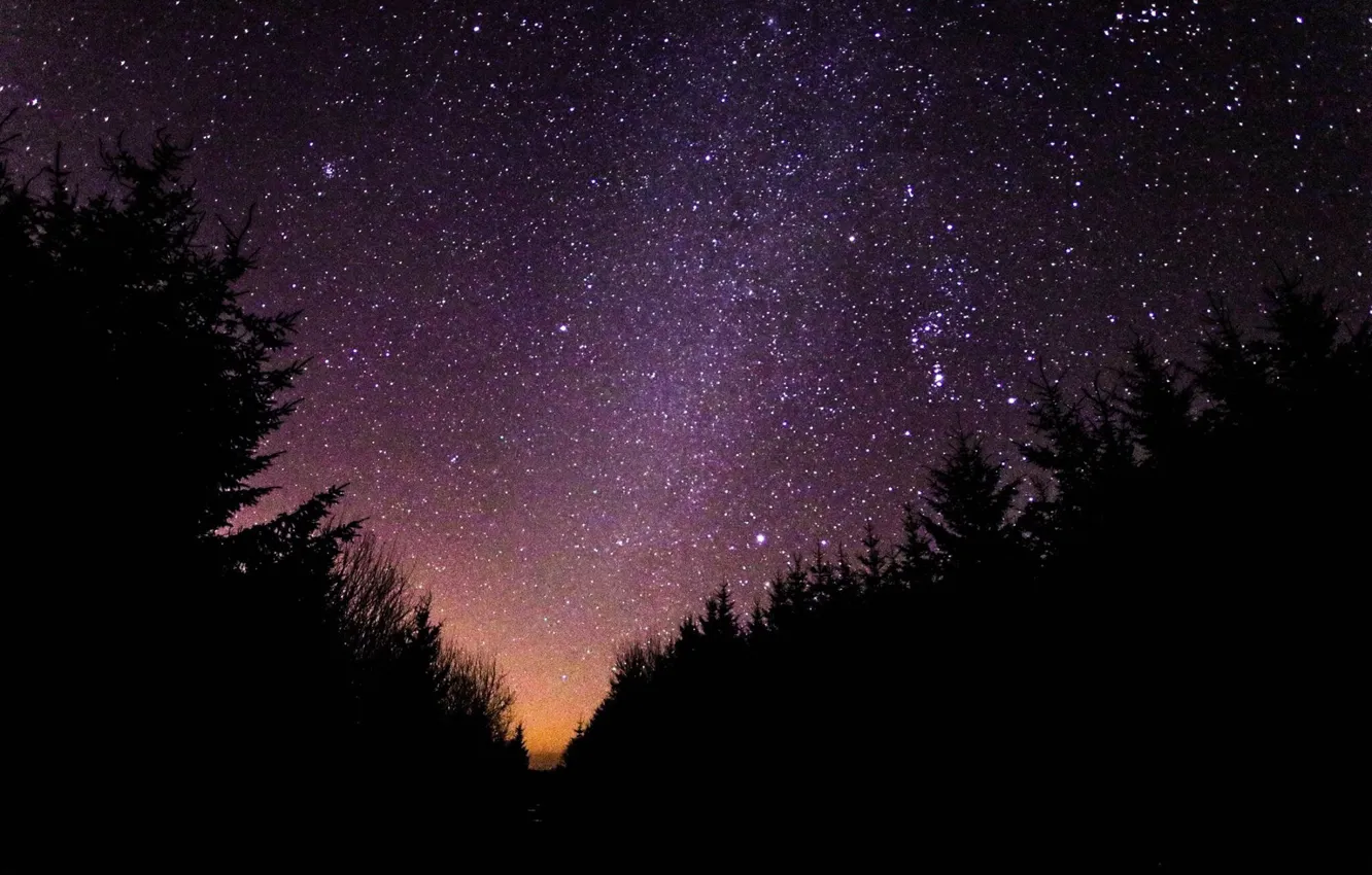 Photo wallpaper forest, the sky, stars, silhouette
