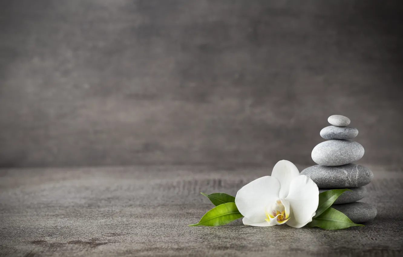 Photo wallpaper stones, Orchid, orchid, spa