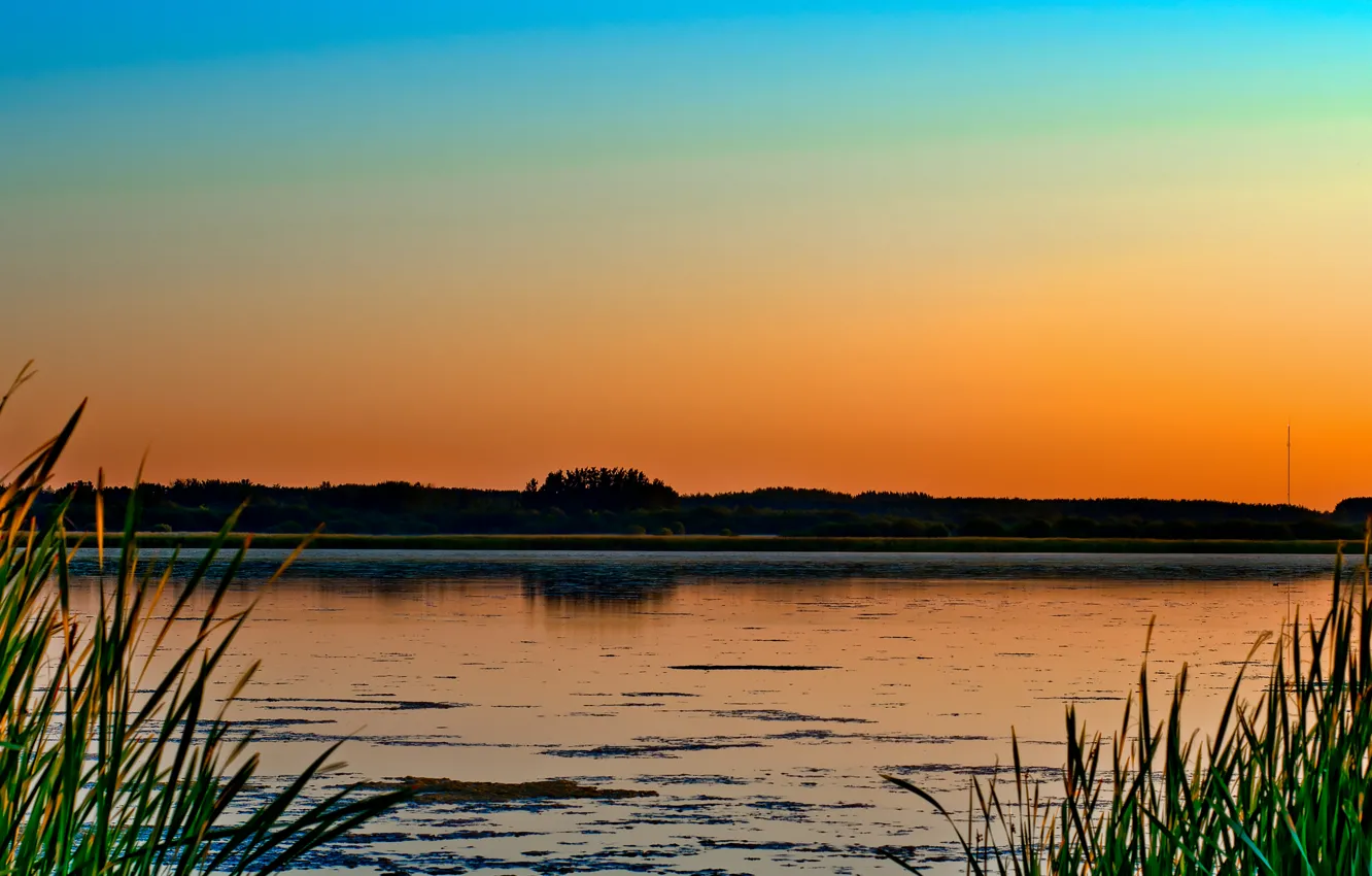 Photo wallpaper grass, trees, sunset, nature, lake, swamp, the evening