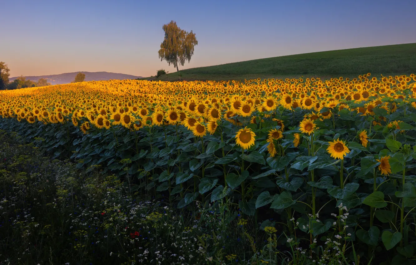 Photo wallpaper trees, hills, flowers, plantation, field, summer, sunflowers