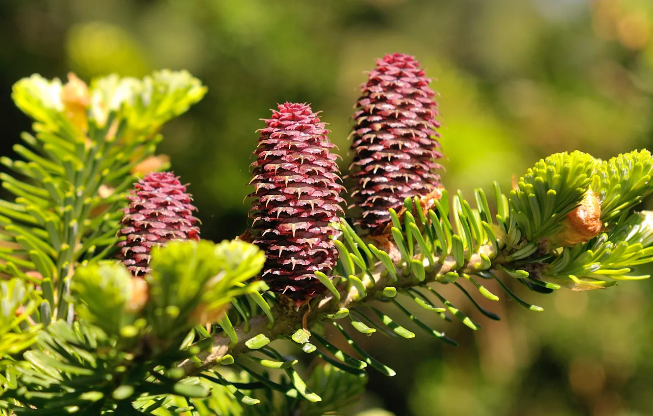 Photo wallpaper branches, nature, background, Wallpaper, wallpaper, picture, bumps, on the desktop