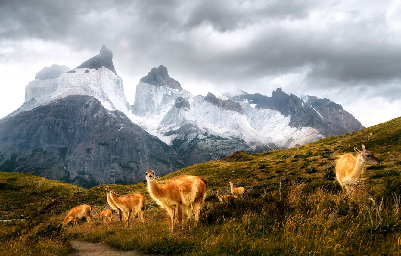 Photo wallpaper mountains, nature, Lama, the herd, Andes, Patagonia