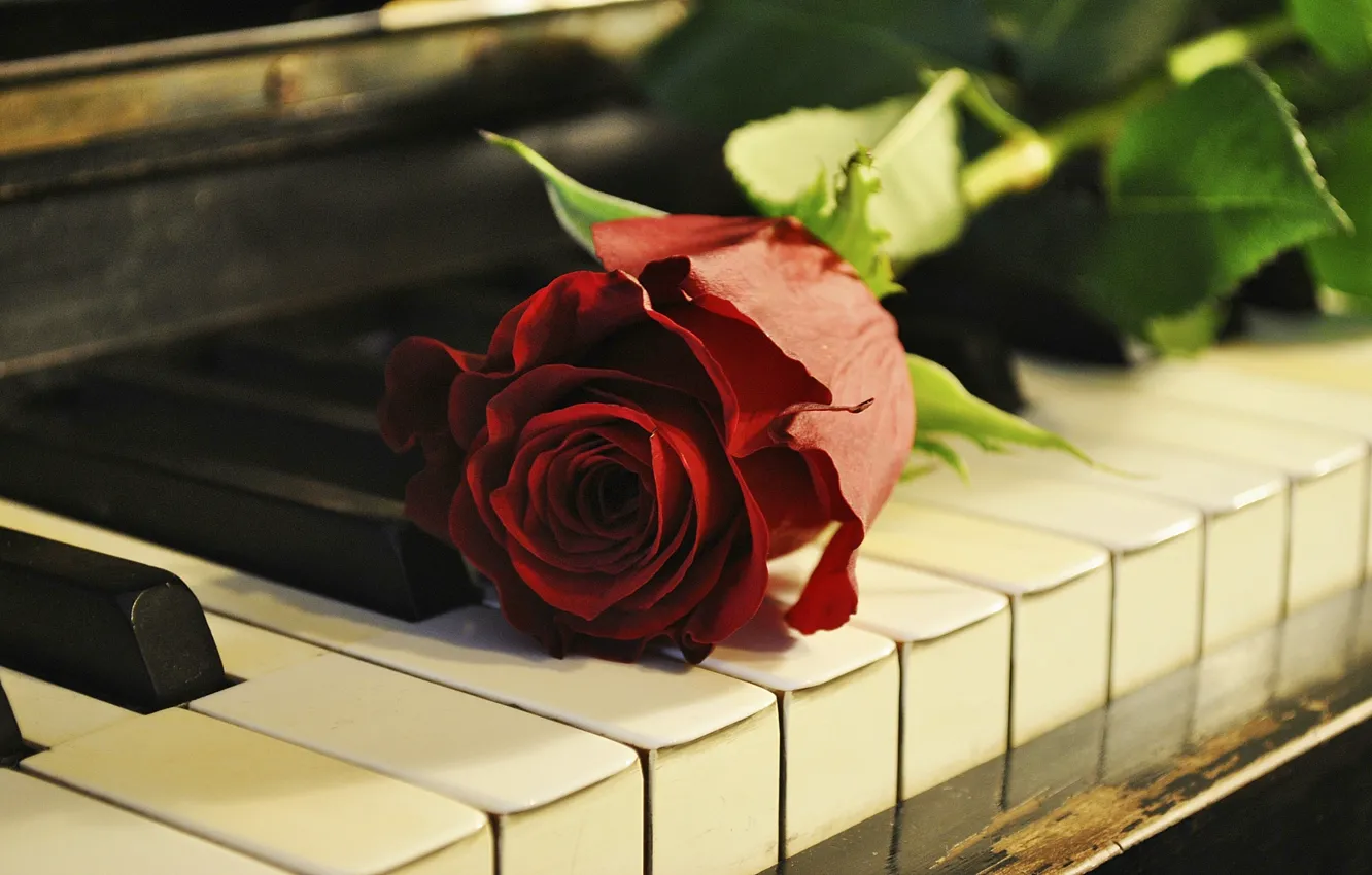 Photo wallpaper flower, rose, piano, keys, piano