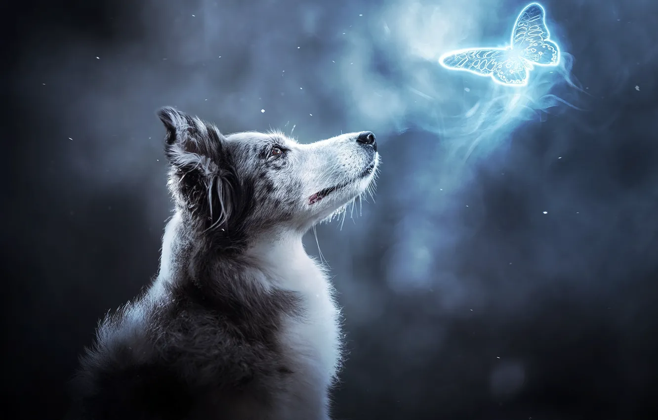 Photo wallpaper face, background, butterfly, dog