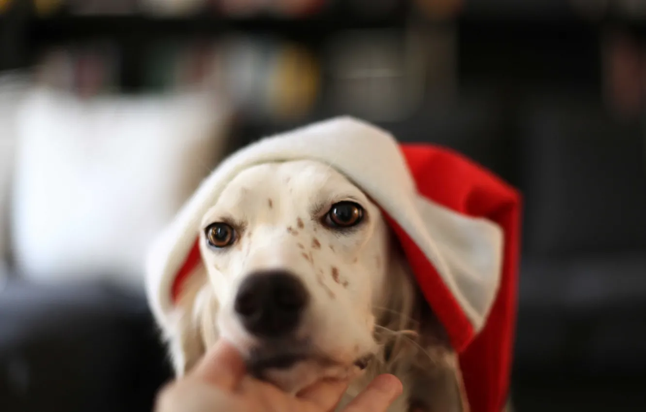 Photo wallpaper look, each, dog