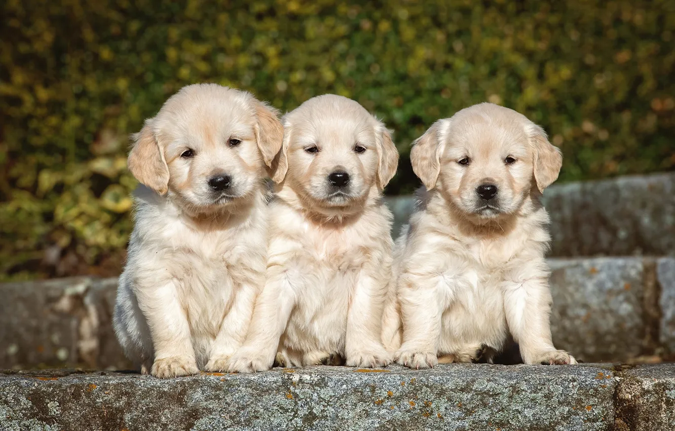 Photo wallpaper dogs, background, puppies, puppy, stage, white, kids, trio