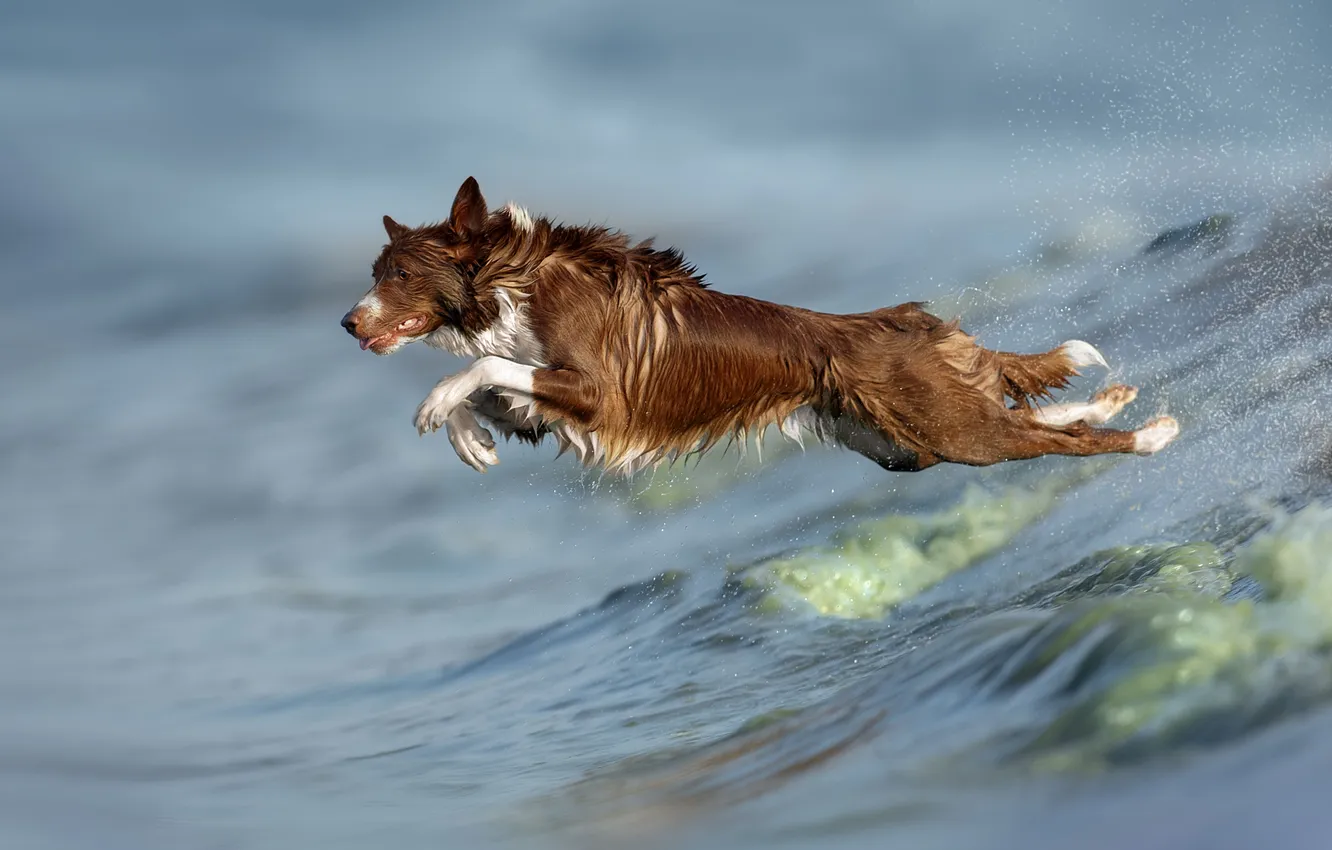 Photo wallpaper dog, in flight, Svetlana Pisareva