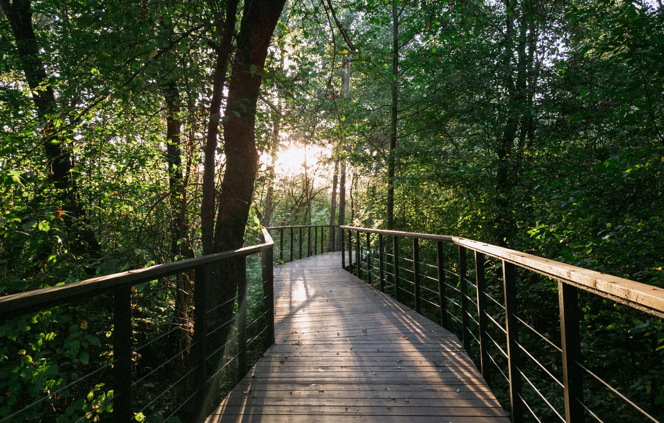 Photo wallpaper autumn, forest, the sun, light, trees, nature, Russia, path