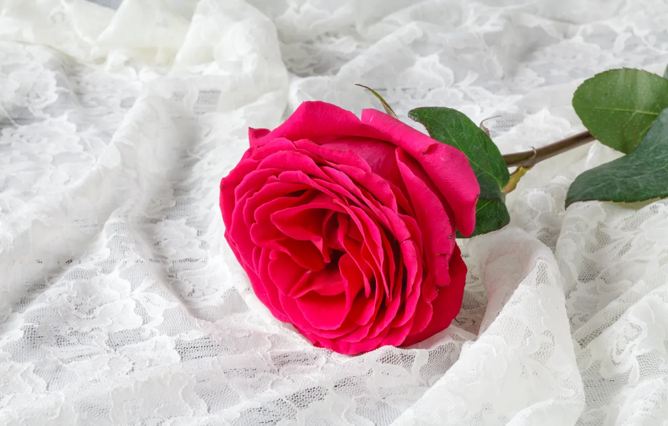 Photo wallpaper flower, background, rose, fabric