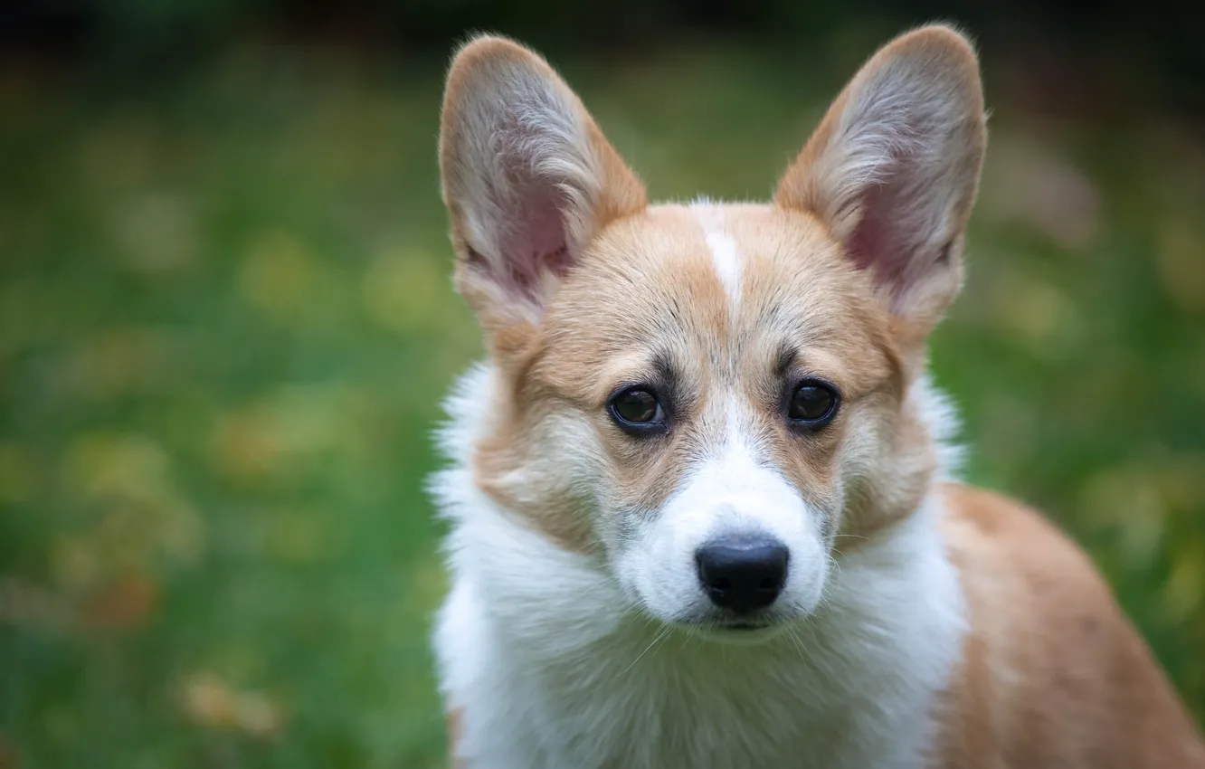 Photo wallpaper look, face, background, dog, ears, Welsh Corgi