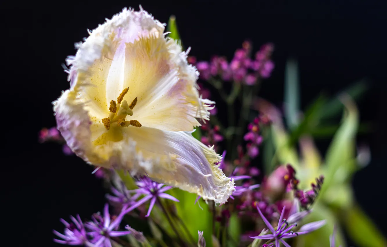 Photo wallpaper flowers, spring, tulips, flowerbed