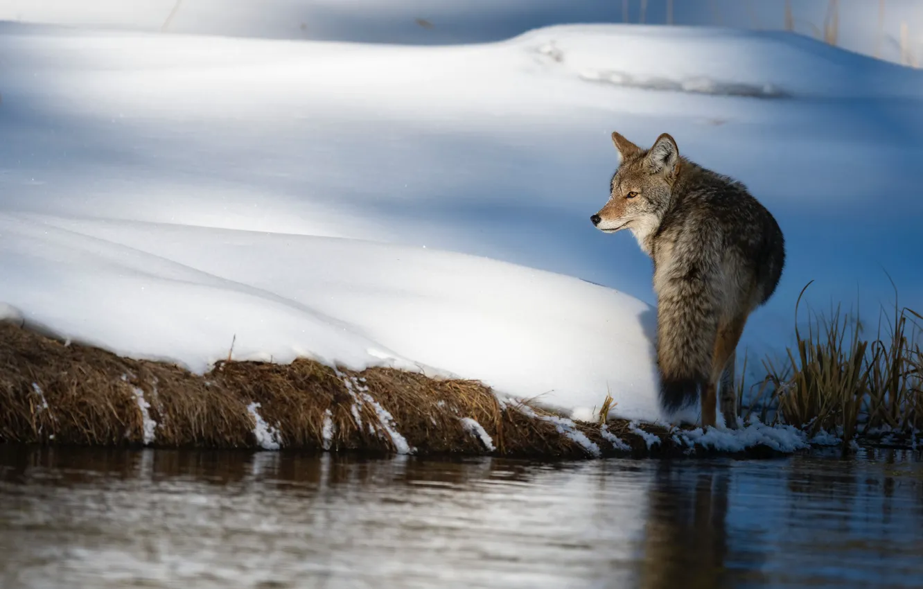 Photo wallpaper winter, light, snow, shore, wolf, shadow, the snow, pond