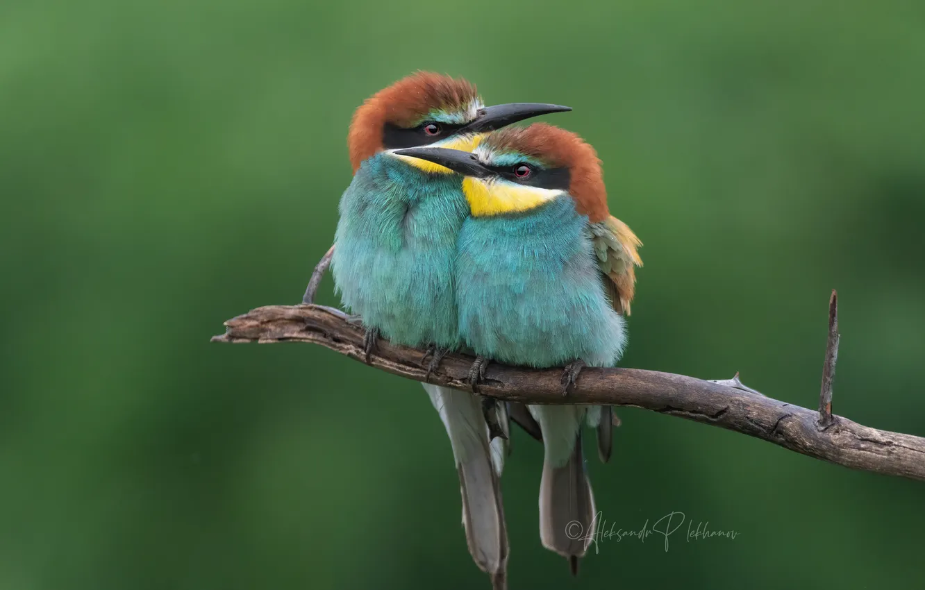 Photo wallpaper two, schurka, Alexander Plekhanov