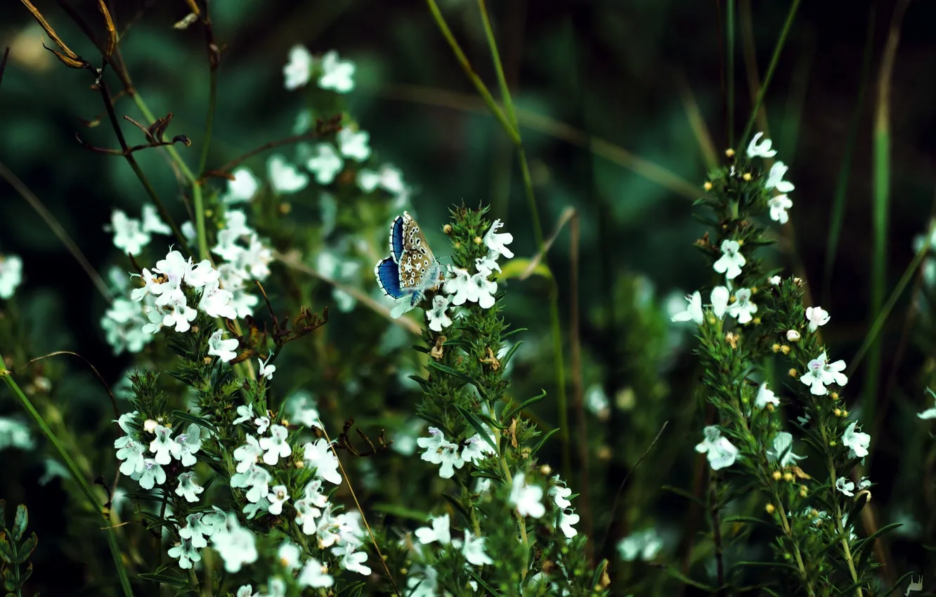Photo wallpaper greens, flowers, butterfly, bokeh