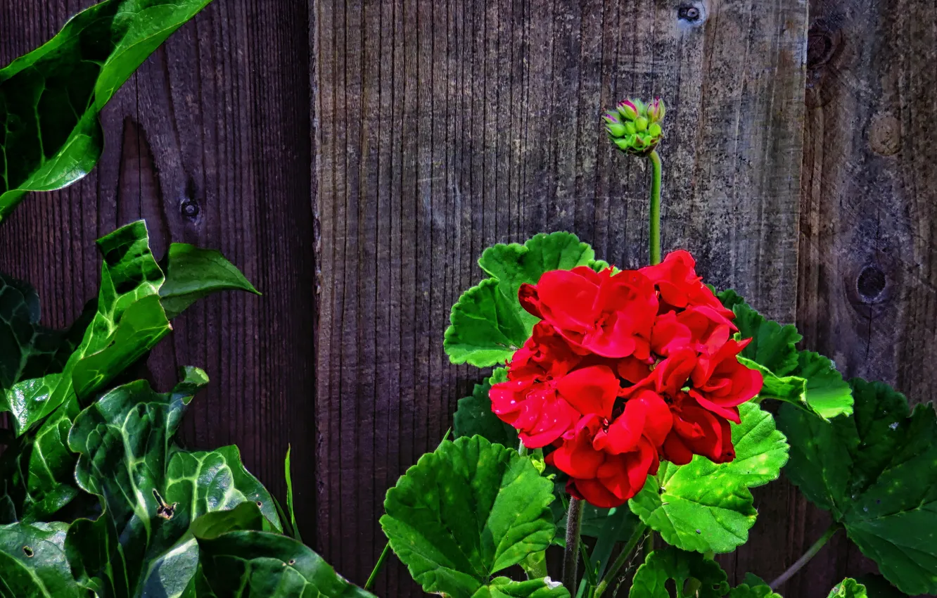 Photo wallpaper leaves, stems, Board, the fence, green, red, geranium