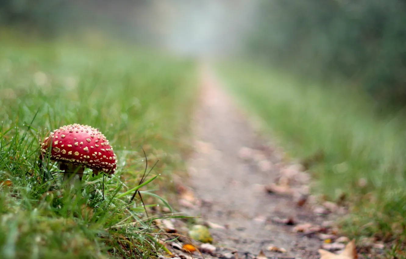 Photo wallpaper road, grass, mushrooms, mushroom
